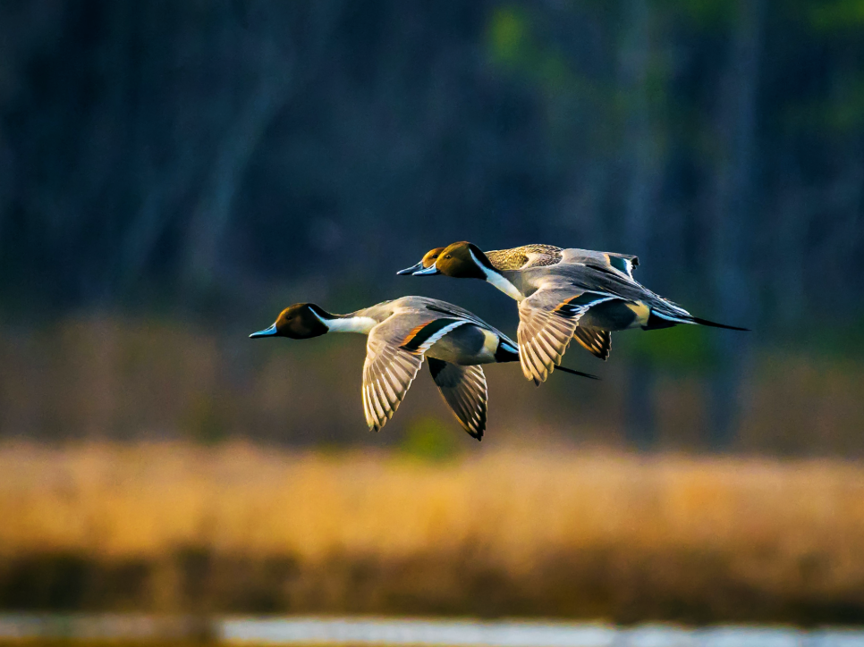 Pintails in flight. Credit - Ryan Narron - Shutterstock.png